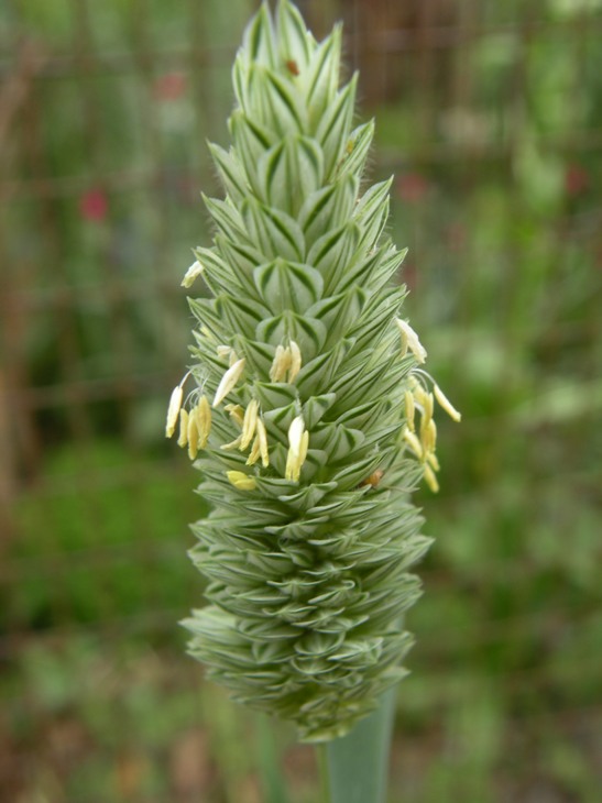 Phalaris brachystachys